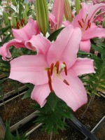 [4491 PO79 LUN 3174 No02.JPG]